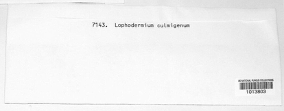Lophodermium culmigenum image